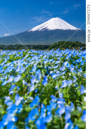 《山梨県》初夏の富士山とネモフィラ・大石公園 104667272