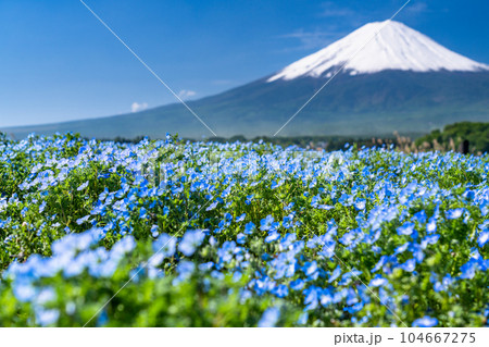 《山梨県》初夏の富士山とネモフィラ・大石公園 《山梨県》初夏の富士山とネモフィラ・大石公園 104667275