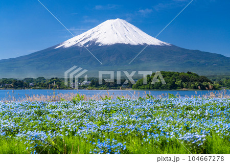 《山梨県》初夏の富士山とネモフィラ・大石公園 104667278