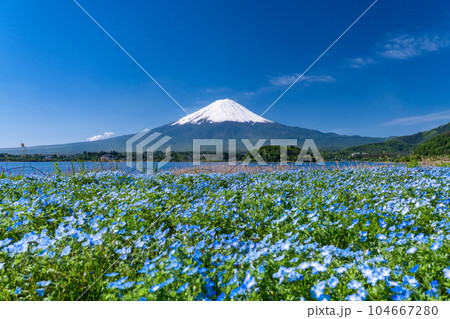 《山梨県》初夏の富士山とネモフィラ・大石公園 104667280