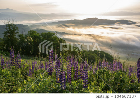 絶景雲海 絶景雲海 104667337