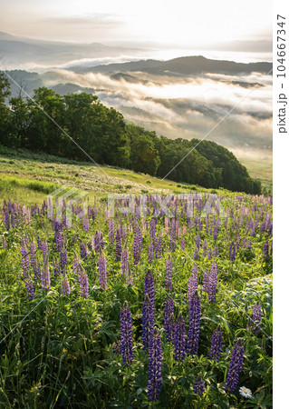 絶景雲海 104667347