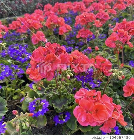 色とりどりの花 104667480