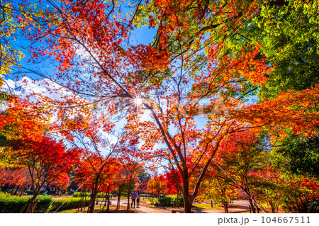 大阪城公園 モミジの紅葉 104667511