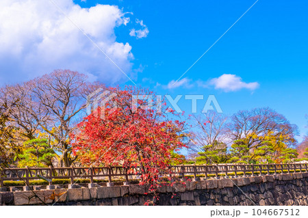 大阪城公園 ハゼノキの紅葉 104667512