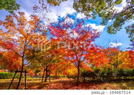 大阪城公園 モミジの紅葉 大阪城公園 モミジの紅葉 104667514