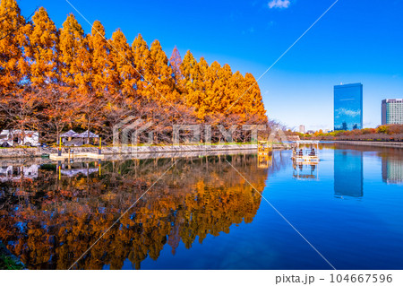 大阪城公園 メタセコイアの紅葉 104667596