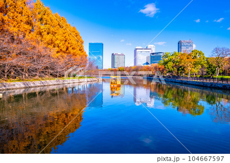 大阪城公園 メタセコイアの紅葉 104667597