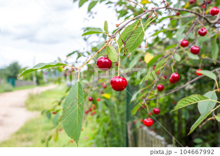 Cherry berries on branches in summer day 104667992