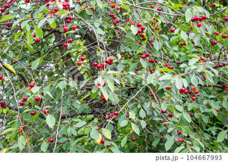 Cherry berries on branches in summer day 104667993