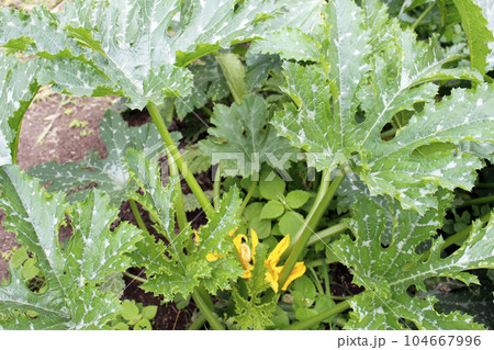 Bushes zucchini in garden outdoor, green leaves Bushes zucchini in garden outdoor, green leaves 104667996