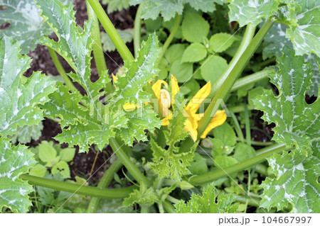 Bushes zucchini in garden outdoor, green leaves Bushes zucchini in garden outdoor, green leaves 104667997