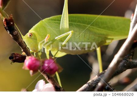 秋、十月桜の花芽や蕾を食い荒らすヒメクダマキモドキ(マクロレンズ使用・屋外自然光・接写写真) 秋、十月桜の花芽や蕾を食い荒らすヒメクダマキモドキ(マクロレンズ使用・屋外自然光・接写写真) 104668020