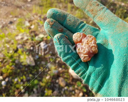 Reniform concretion of carnelian in hand, rockhounding 104668023
