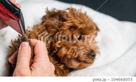 A woman cuts the hair on the paws of a brown mini toy poodle with a trimmer. A woman cuts the hair on the paws of a brown mini toy poodle with a trimmer. 104668055