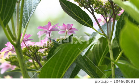 紫陽花　ダンスパーティ 104668091