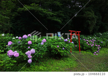 八塩アジサイ園 104668110