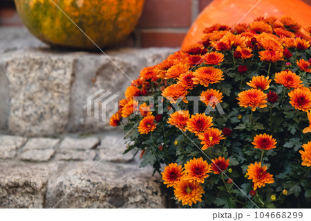 Pumpkins rustic hay decoration outdoors with autumn flowers. Stylish autumn decor of exterior building. Rural decor on haystack in street fall harvest Thanksgiving and Halloween holiday. Pumpkins rustic hay decoration outdoors with autumn flowers. Stylish autumn decor of exterior building. Rural decor on haystack in street fall harvest Thanksgiving and Halloween holiday. 104668299