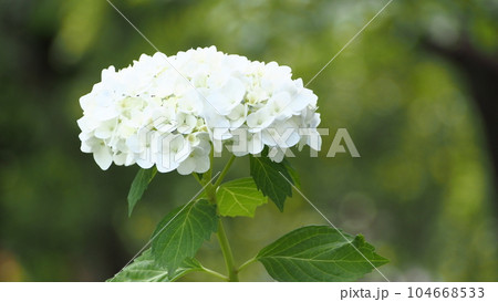 白い紫陽花 104668533