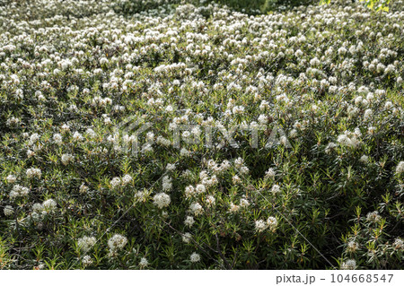 硫黄山とエゾイソツツジ 104668547