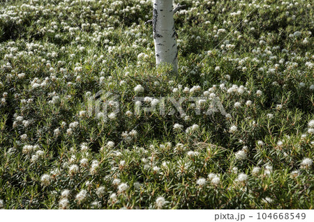 硫黄山とエゾイソツツジ 104668549