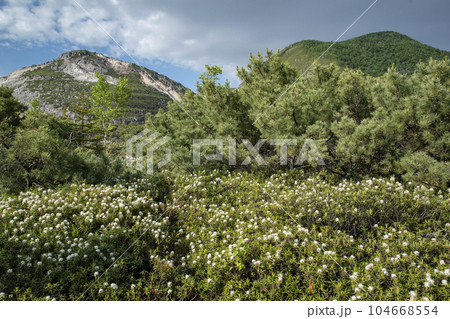 硫黄山とエゾイソツツジ 104668554