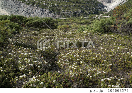 硫黄山とエゾイソツツジ 104668575