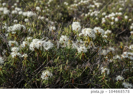 硫黄山とエゾイソツツジ 硫黄山とエゾイソツツジ 104668578