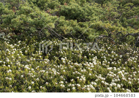 硫黄山とエゾイソツツジ 硫黄山とエゾイソツツジ 104668583