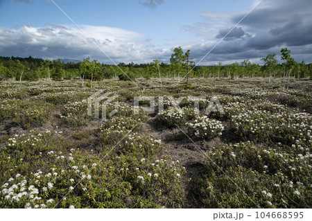 硫黄山とエゾイソツツジ 104668595