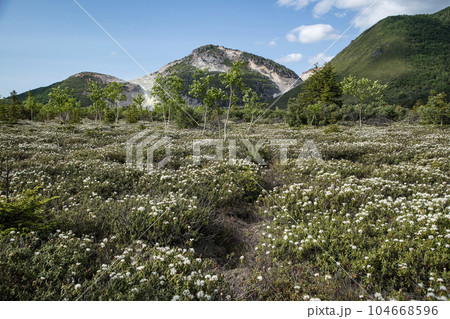 硫黄山とエゾイソツツジ 硫黄山とエゾイソツツジ 104668596