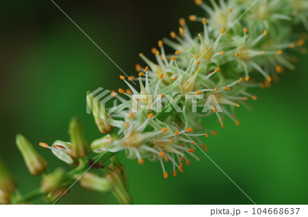 ノギランの花 104668637