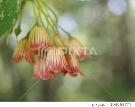 登山中に咲いていた可憐な花、サラサドウダンツツジ 104668779