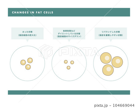 脂肪細胞 皮膚断面図のイラスト 104669044