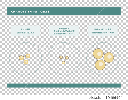 fat cell skin cross section illustration fat cell skin cross section illustration 104669044