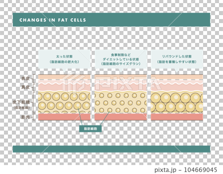 fat cell skin cross section illustration 104669045
