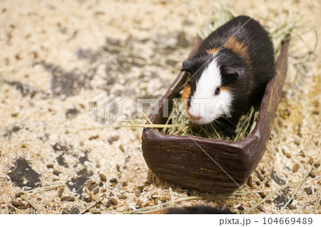 a photograph of an animal guinea pig a photograph of an animal guinea pig 104669489