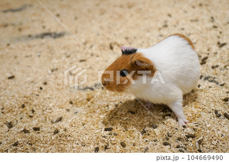 a photograph of an animal guinea pig 104669490