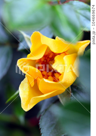 開花をはじめる濃黄色のバラ(マクロレンズ使用・屋外自然光・接写写真) 開花をはじめる濃黄色のバラ(マクロレンズ使用・屋外自然光・接写写真) 104669674