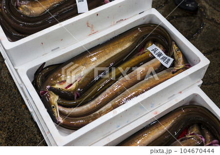 鱧　魚市場にて 104670444