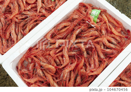 アマエビ　京都中央市場 104670456