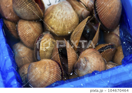 赤貝 赤貝 104670464