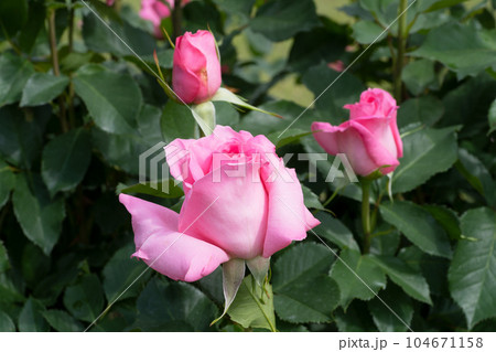ピンクのバラの花 104671158