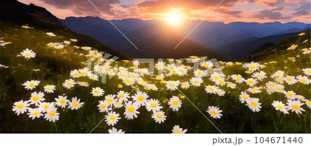 Summer landscape field daisies against backdrop mountains. Wild nature with sky 104671440