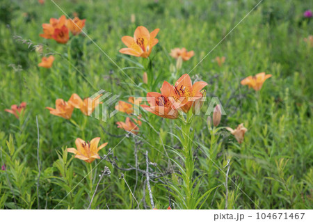 尻羽岬の帆掛岩 104671467