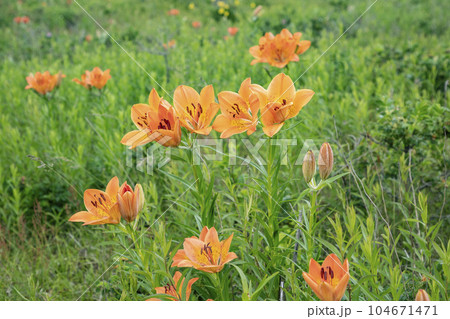 尻羽岬の帆掛岩 104671471