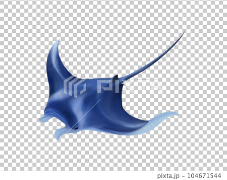 游泳蝠鱝的逼真水彩插圖 游泳蝠鱝的逼真水彩插圖 104671544