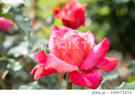 ピンクのバラの花 104671653