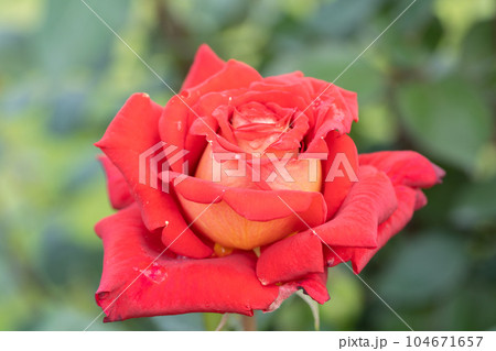 赤いバラの花 赤いバラの花 104671657
