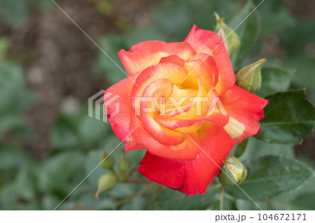 赤と黄色のバラの花 赤と黄色のバラの花 104672171
